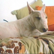 Photo de Bull terrier miniature