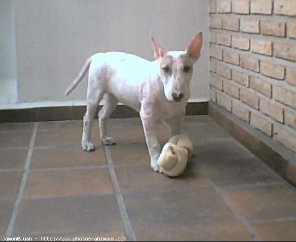 Photo de Bull terrier miniature