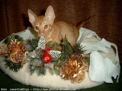 Photo de Cornish rex