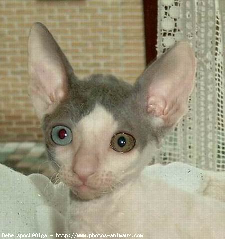 Photo de Cornish rex