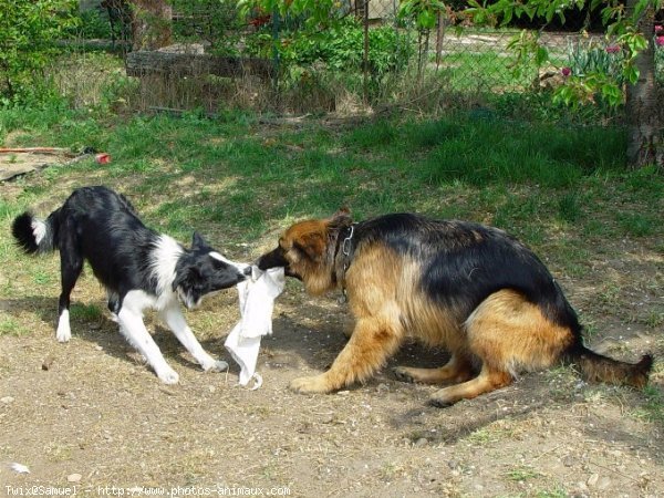 Photo de Border collie