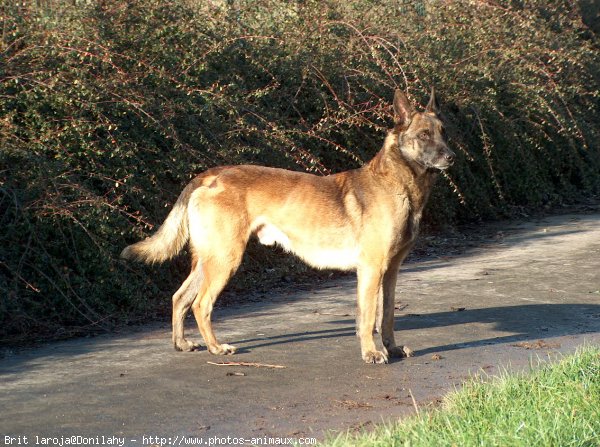 Photo de Berger belge malinois