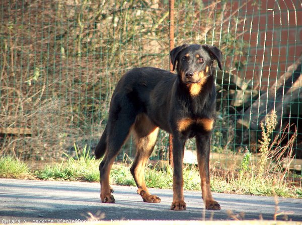 Photo de Berger de beauce