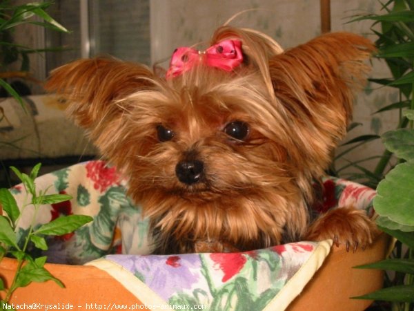 Photo de Yorkshire terrier