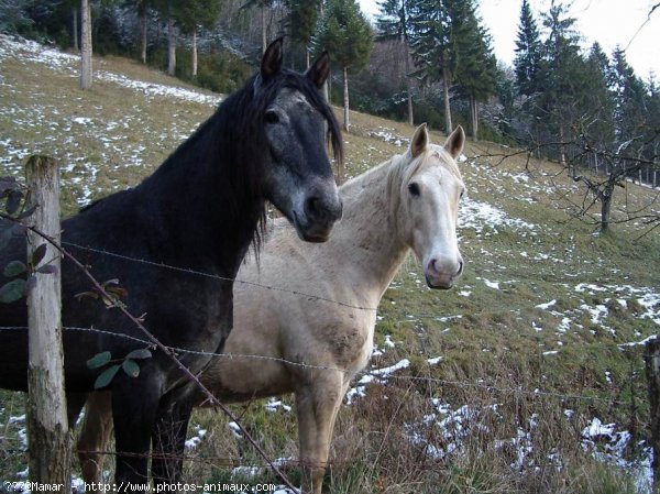 Photo de Races diffrentes