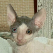 Photo de Cornish rex