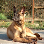 Photo de Berger belge malinois