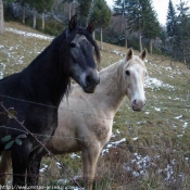 Photo de Races diffrentes