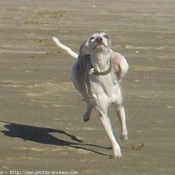 Photo de Whippet