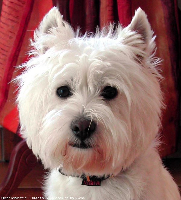 Photo de West highland white terrier