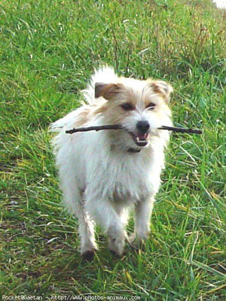 Photo de Jack russell terrier