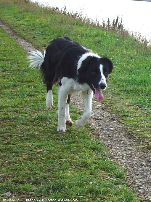 Photo de Border collie