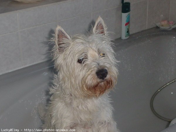 Photo de West highland white terrier