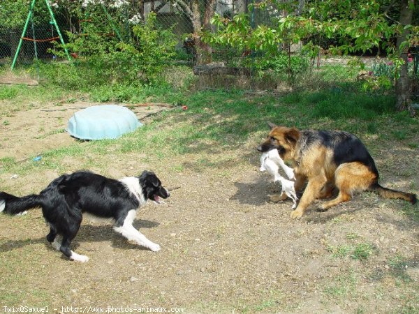 Photo de Border collie