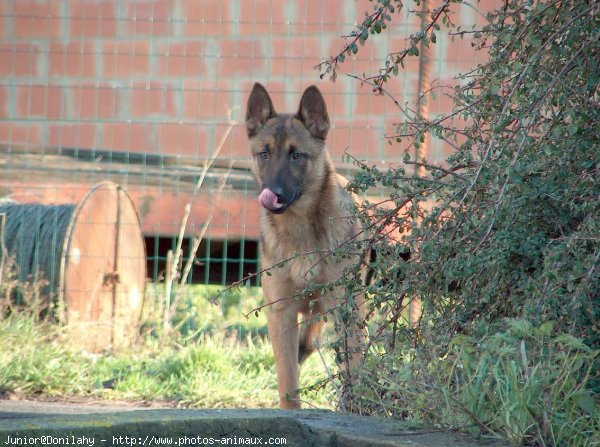 Photo de Berger belge malinois