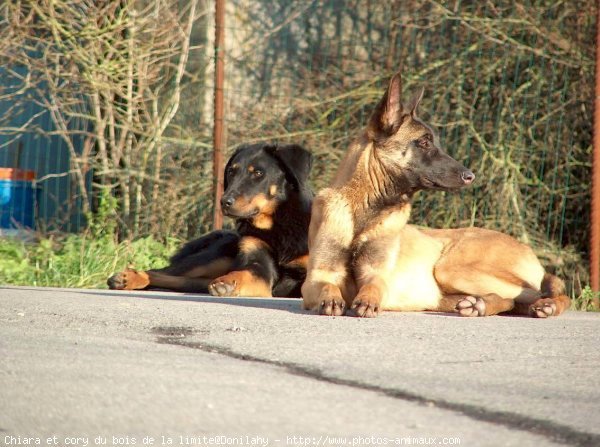 Photo de Berger belge malinois