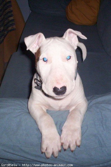 Photo de Bull terrier miniature