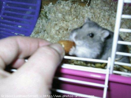 Photo de Hamster