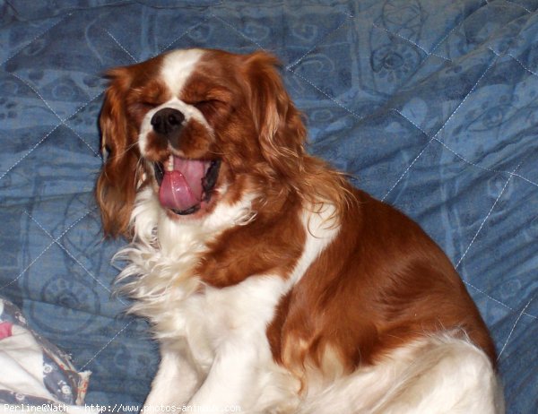 Photo de Cavalier king charles spaniel