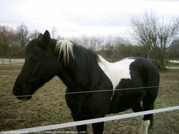 Photo de Paint horse