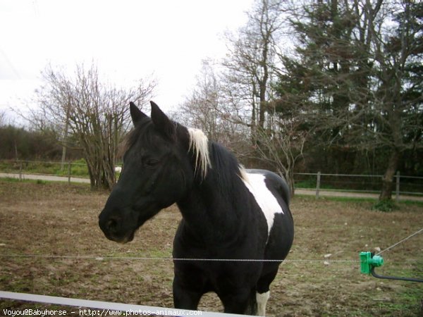 Photo de Paint horse