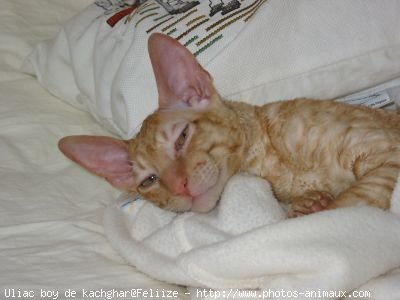 Photo de Cornish rex