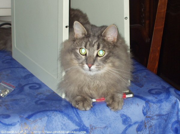 Photo de Maine coon