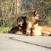 Photo de Berger belge malinois