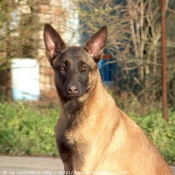 Photo de Berger belge malinois