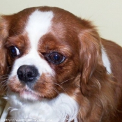 Photo de Cavalier king charles spaniel