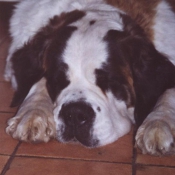 Photo de Saint-bernard poil long