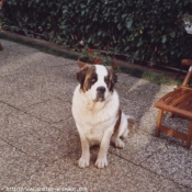 Photo de Saint-bernard poil long