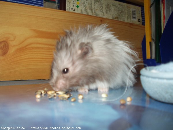 Photo de Hamster