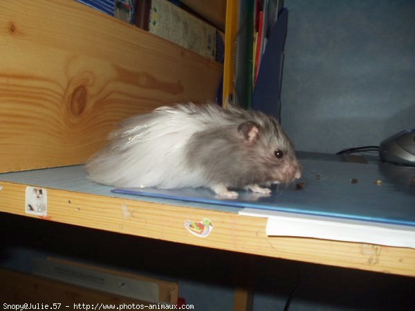 Photo de Hamster