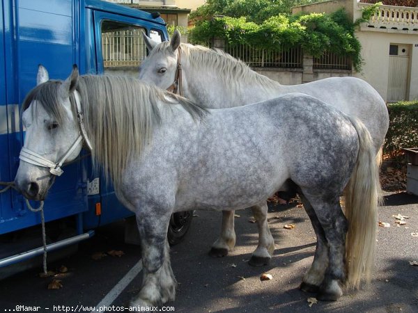 Photo de Percheron