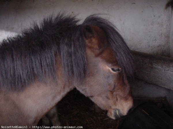 Photo de Poney franais de selle