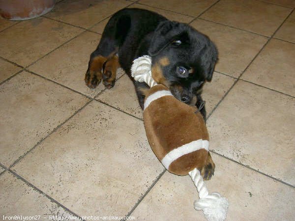 Photo de Rottweiler