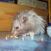 Photo de Hamster