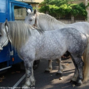 Photo de Percheron