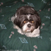 Photo de Shih tzu