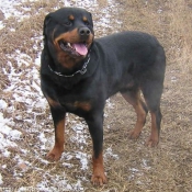 Photo de Rottweiler