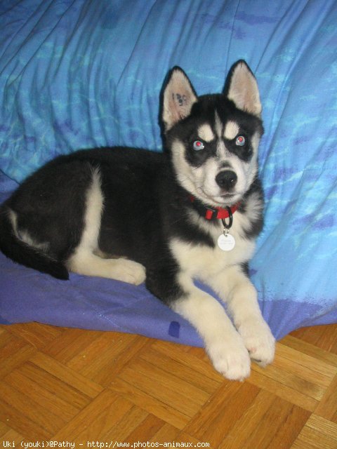 Photo de Husky siberien