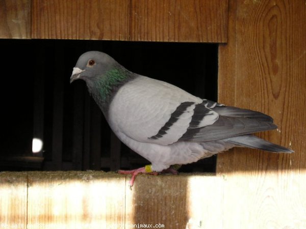 Photo de Pigeon