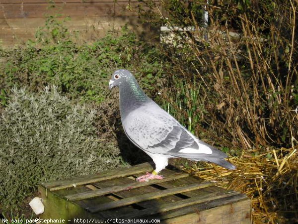 Photo de Pigeon