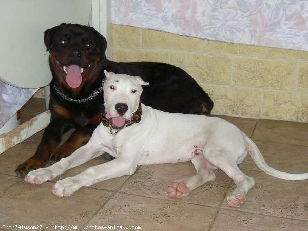 Photo de Rottweiler