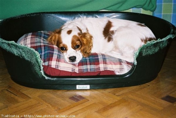 Photo de Cavalier king charles spaniel