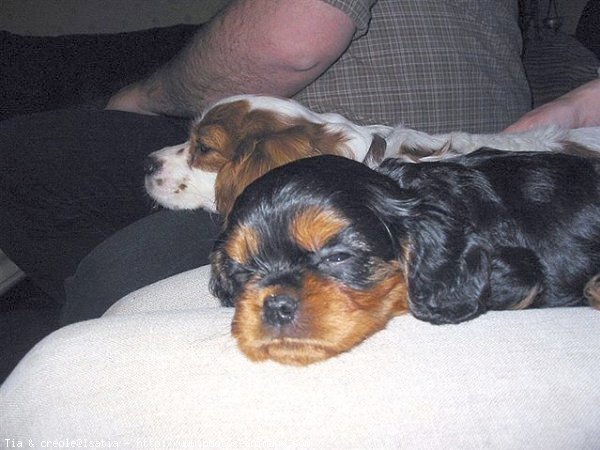 Photo de Cavalier king charles spaniel