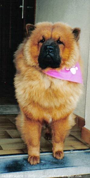 Photo de Chow chow