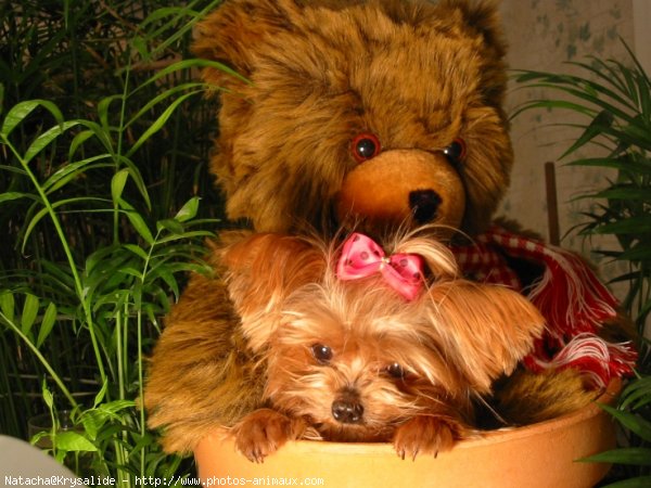 Photo de Yorkshire terrier