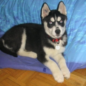 Photo de Husky siberien